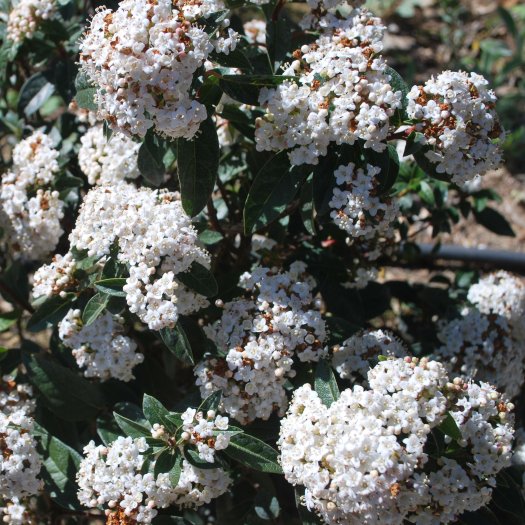 Viburnum tinus